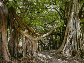 Naklejka premium árbol, bosque, naturaleza, árbol, madera, paisaje, aparcar, cofres, madera, viejo, verano, camino, fábrica, sucursal, raíz, huerta, raíz, ambiente, musgo, aumento, primavera, café, lago