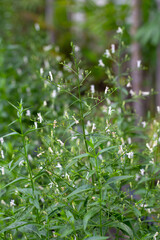 Andrographis paniculata plant in the garden