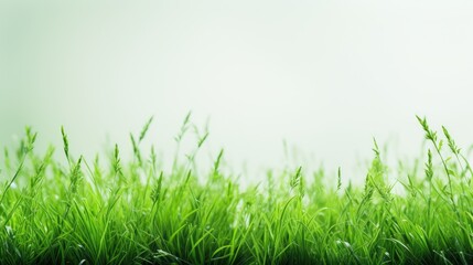 Lush Green Grass Isolated Background for Natural Landscapes and Organic Concepts