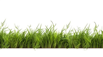 Vibrant Green Grass Borders of Various Lengths and Textures on Clean White Background