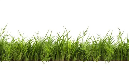 Fototapeta premium Vibrant Green Grass Borders of Various Lengths and Textures on Clean White Background