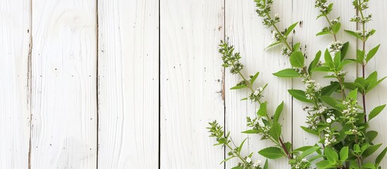 A collection of green plants, specifically Ocimum minimum, arranged neatly on a white wooden surface. The vibrant green leaves contrast beautifully with the clean white background.