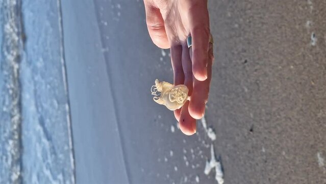 A spotted cat shark eggcase found on the west coast of Ireland