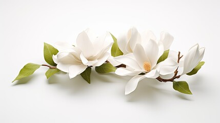 Elegant Magnolia Blossom Blooms Gracefully on Clean White Background