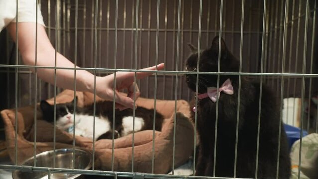Person hand stroking cute black cat with a protruding tooth and sitting inside a cell box. Two cats in cage. Homeless animal. Stray cat with a pink bow in animal charity centre. Girl scratches cat. 4k