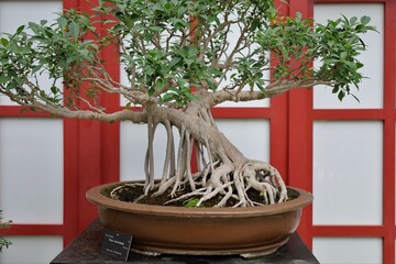 bonzaï trees collection in Vincennes garden ,botanical  exhibition , japanese style interior