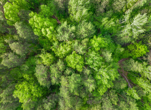 Aerial top view of summer green trees in forest. Drone photography.