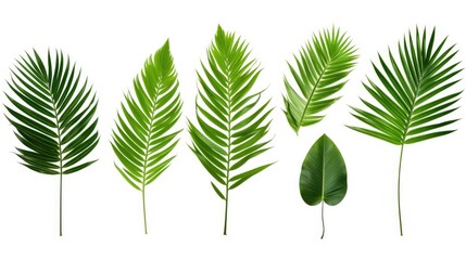 Vibrant Tropical Foliage: Exotic Palm Leaves & Greenery Botanical Collection