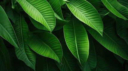 Fototapeta premium Vibrant Green Leaves Creating a Beautiful Contrast on a Dark Background