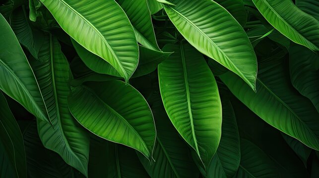 Vibrant Green Leaves Creating a Beautiful Contrast on a Dark Background