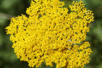 Closeup yellow flowers of thousand-leaf, yarrow (Achillea filipendulina 'Cloth of gold'), family Asteraceae, compositae. Dutch garden, June © Thijs de Graaf