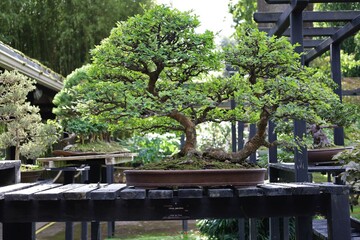 bonzaï trees collection in Vincennes garden ,botanical  exhibition