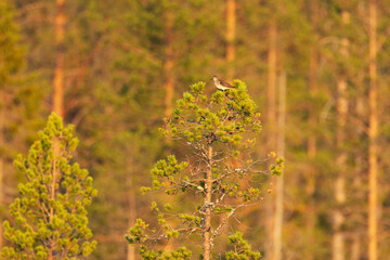 Wood sandpiper perching on a small Pine tree in a wetland during a golden hour near Kuusamo, Northern Finland