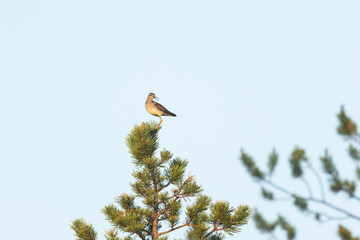 Wood sandpiper perching on a small Pine tree in a wetland during an evening near Kuusamo, Northern Finland
