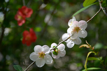 Obraz premium ボケの花