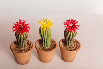 artificial cactus flower in a beautiful beige pot on a light background