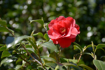 緋色沖の石　ツバキの花