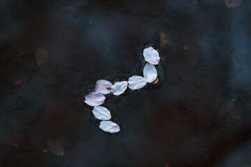 Fototapeta na wymiar 水たまりに浮かんだ桜の花びら