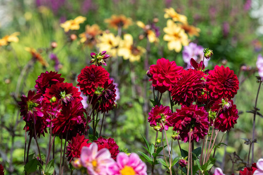 Red dahlia flowers in bloom