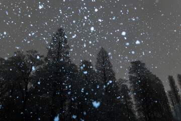 降る雪と木　夜