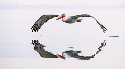 pelicans flying low on the lake