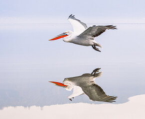 Fototapeta na wymiar pelicans flying low on the lake