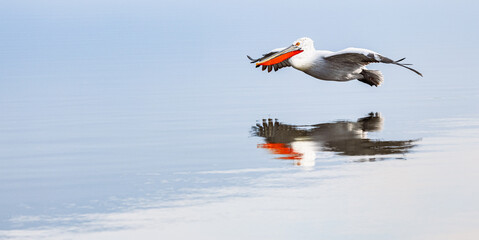 pelicans flying low on the lake