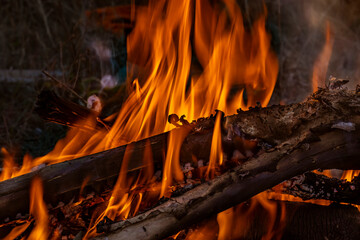 Burning bonfire. Branches are burning in fire. Flames of bonfire on black background. Branches are...