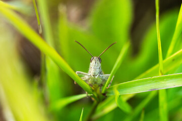 A small grasshopper stopping on a plant straw on a summery dry meadow in Estonia, Northern Europe	