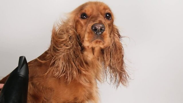 Dog hair is dried with a hairdryer on a white background. Slow motion, close-up