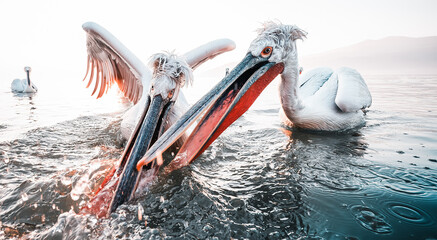 pelicans diving down the water for fishing