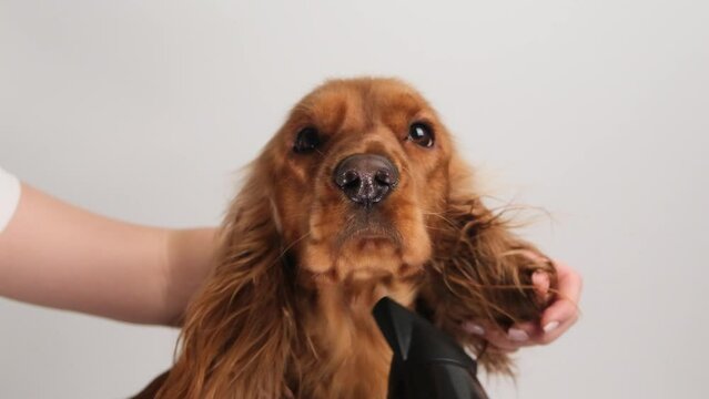 Groomer dries the ears of an English Cocker Spaniel after bathing. Slow motion, close-up