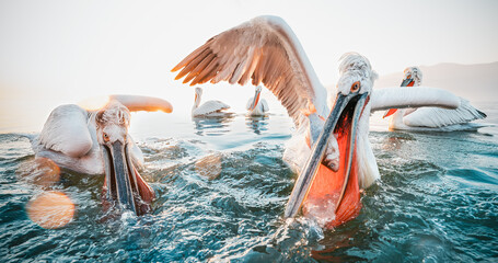 pelicans fishing - obrazy, fototapety, plakaty