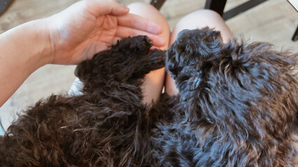 POV touching paws of cute little black puppy lying on female laps. Adorable small dog. Sweet toy...