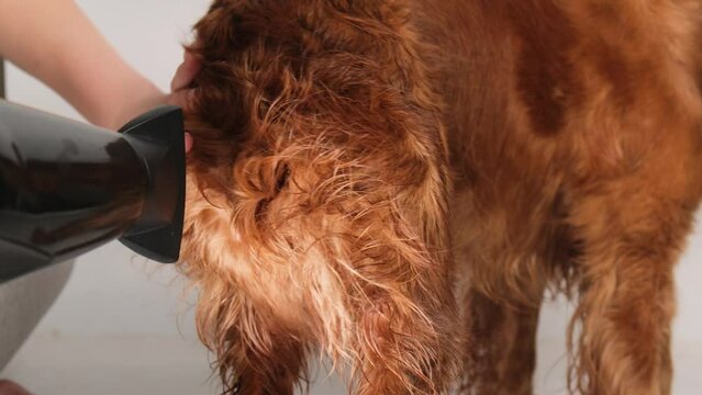 Close-up of a dog drying hair with a hairdryer. Drying fur in the tail area.