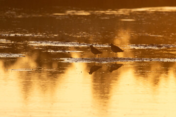 Silhouette of two Wood sandpipers standing on a tree in the lake during a golden hour near Kuusamo, Northern Finland