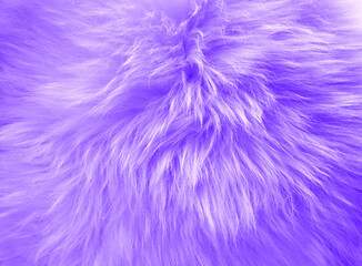 Fototapeta premium purple wool carpet background, pink wool rug texture background 
