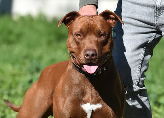 un poderoso perro de raza pitbull en un parque
