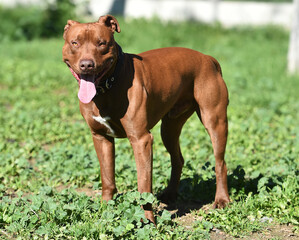 un poderoso perro de raza pitbull