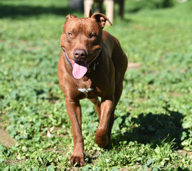 un poderoso perro de raza pitbull