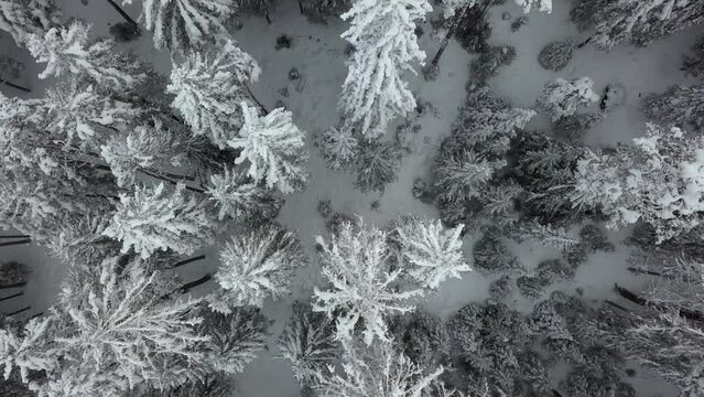 Foresta innevata, inverno, drone