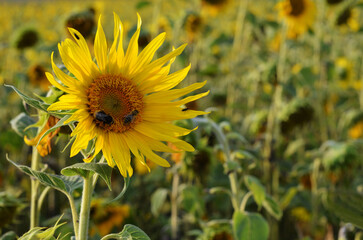 Fototapeta premium bees and insects collect nectar from a sunflower flower