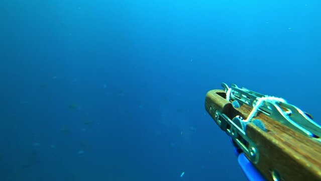 Pov of underwater hunter shooting fast cavalla fish with underwater gun. Undersea fisherman watches flock of fish and shoots harpoon. Moment catching fish while spearfishing. Wide angle lens. fishing.
