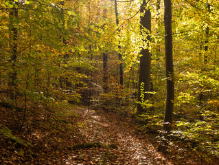 autumn forest in the sunshine