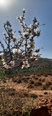 Almond trees leaves 