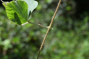 View of an orchard orb weaver spider is sitting on top of a tropical kudzu leaf stem