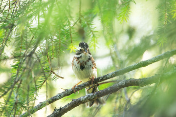 Female Rustic bunting perched on a summer day near Kuusamo, Northern Finland	