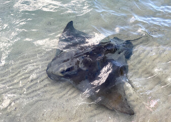 Australian ray in the water. Myliobatis fish near the shore. Black rounded head ray in the ocean,...