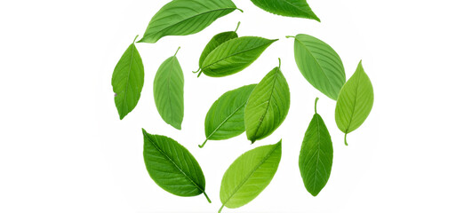 Fototapeta premium Green Detailed Fresh Healthy Leaves Isolated