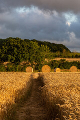 Bales of straw and cereal crops waiting for harvest, with an imposing sky overhead